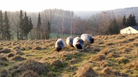 Grazing sheeps in a pasture Stock Footage 46995095