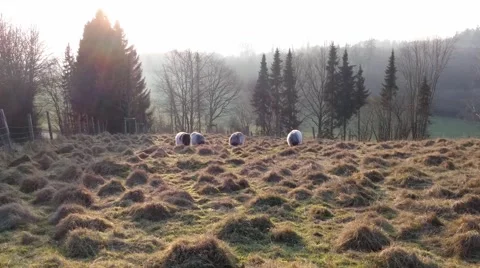 Grazing sheeps in a pasture Stock Footage 46995154