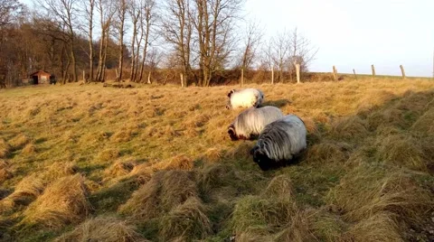 Grazing sheeps in a pasture Stock Footage 46995167