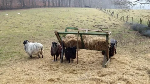 Grazing sheeps in a pasture Vídeo Stock 48389565