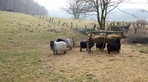 Grazing sheeps in a pasture Stock Footage 48389684