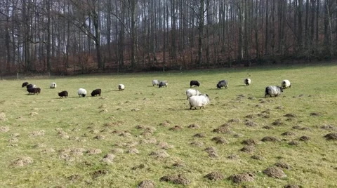 Grazing sheeps in a pasture Vídeos de archivo 48389844