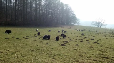 Grazing sheeps in a pasture Vidéo 48389876