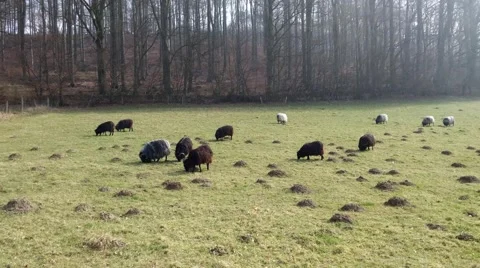Grazing sheeps in a pasture Vidéo 48389878