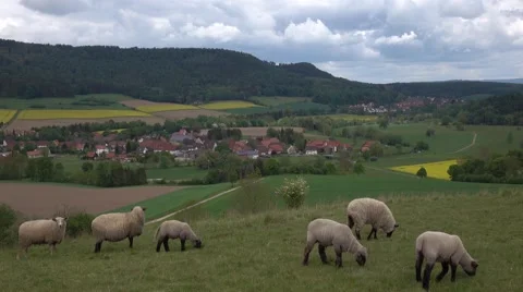 Grazing sheeps in the pasture Stock Footage 65483390