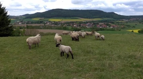 Grazing sheeps in the pasture Vidéo 65486813