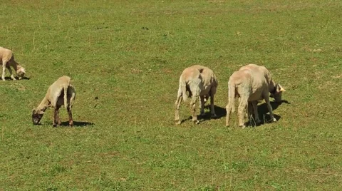 Grazing sheeps on pasture on fresh spring grassy meadow Stock Footage 61376302