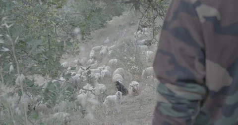 Grazing Shepherd. Stock Footage 171480525