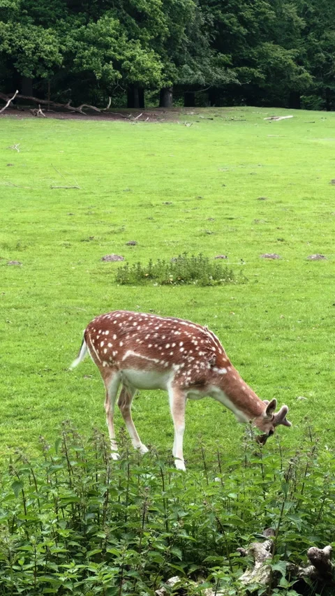 Grazing spotted fallow deer (Dama dama) in a green forest clearing, Netherlands Stock Footage 345176585