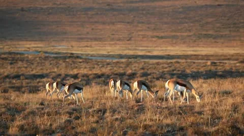 Grazing springbok antelopes Stock Footage 22163825