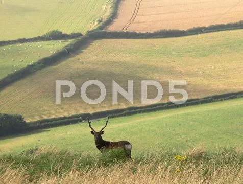 Grazing Stag Stock Photos