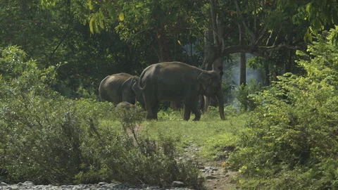 Grazing Sumatran Elephants, Mount Leuser National Park, Sumatra, Indonesia Stock Footage 141564938