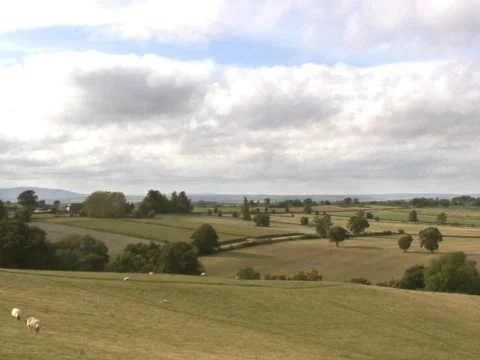 Grazing Time Stock Footage 490056