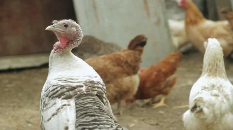 Grazing turkeys, hens and cocks. Stock Footage