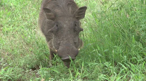 Grazing warthog Stock Footage 25596408