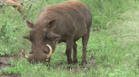 Grazing warthog Stock-Footage 25599647