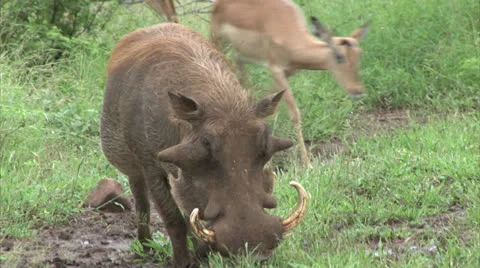 Grazing warthog Stock Footage 25599968