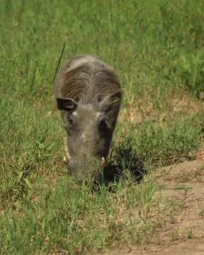 A grazing warthog Stock Photos