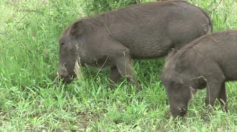 Grazing warthogs Stock Footage 25488089