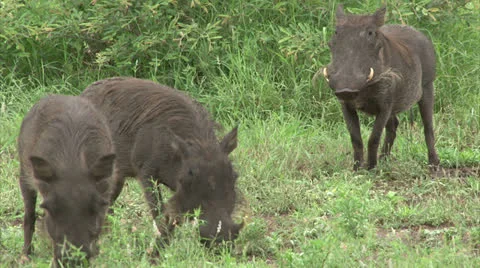 Grazing warthogs Stock Footage 25596625