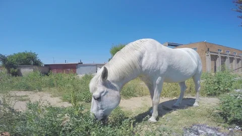 A grazing white horse eats grass on a field near buildings. Stock-Footage 87659118