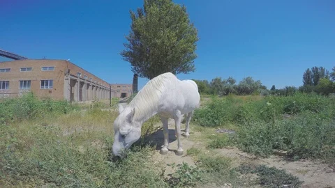 A grazing white horse eats green grass Stock-Footage 87659211