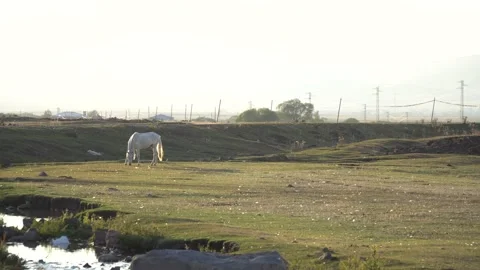 Grazing a white horse in a light green meadow Stock Footage