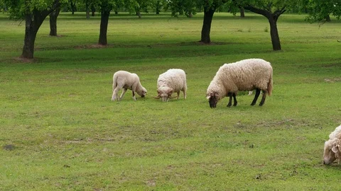 Grazing white sheep and lambs on green field at spring day Stock Footage 108676502