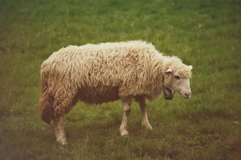Grazing white sheep Stockfoto's