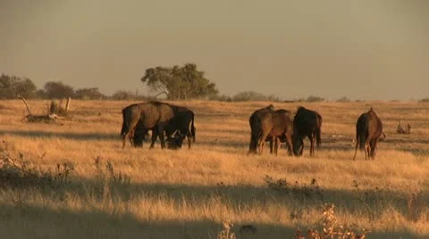 Grazing wildebeest Stock Footage 12128956
