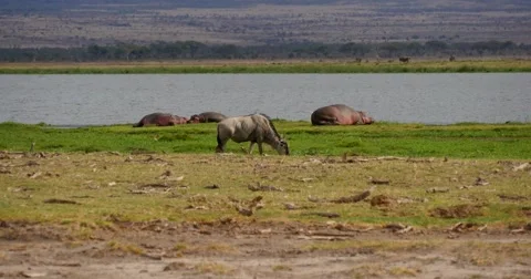 Grazing Wildebeest Stock Footage 60604019
