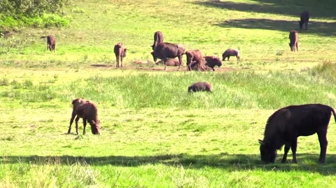 Grazing wisent Stock Footage 53465690