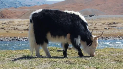 Grazing yak. Mongolia Video stock 77106190