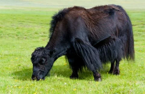 Grazing yak 스톡 사진