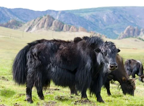 Grazing yaks Stock Photos