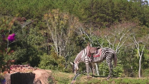 Grazing Zebra With Blooming Trees. Zebra With Distinctive Stripes Among Stock Footage 331564328