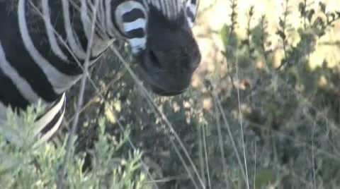 Grazing Zebra Stock Footage 22067736