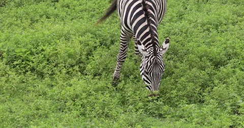 Grazing zebra, Ngorongoro Crater, 4K Stock Footage