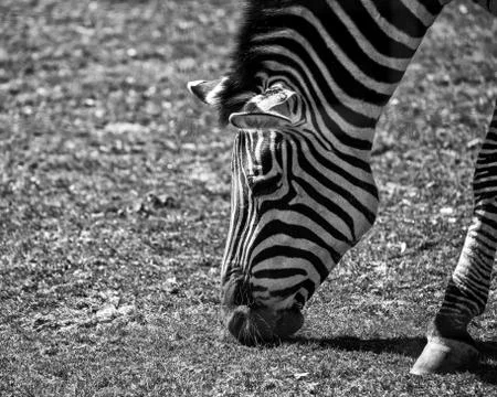 Grazing zebra 库存照片