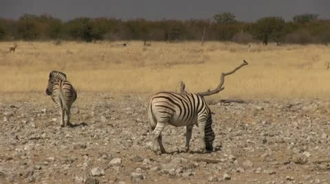 Grazing zebras 2 Video stock 12129425