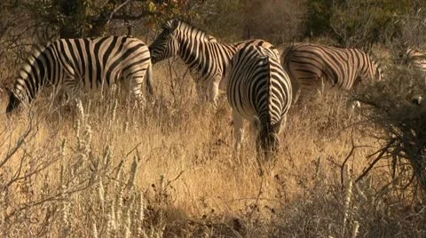 Grazing zebras Stock Footage 12129480