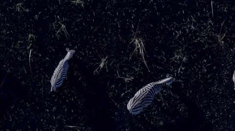 Grazing Zebras Stock Footage 41608723