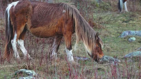 GrazingPony Stock Footage 180637113