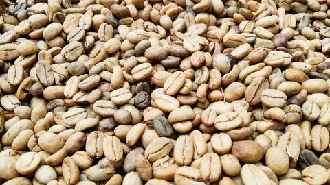 Grean Bean Stock Photos