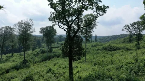 Grean forest Pelit Tree paning Stock Footage 134295565