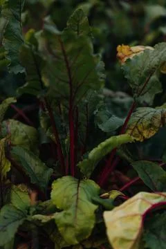Grean Leaf of beet root with purple vein on dark background, beet root on garden Stock Photos