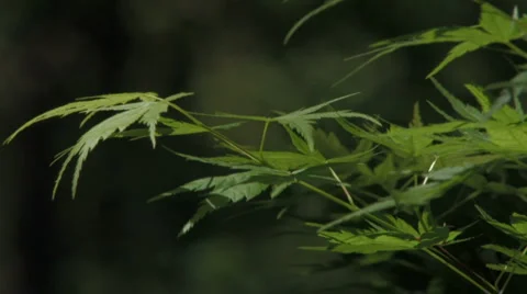 Grean leaves 스톡 동영상 3678247