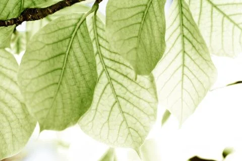 Grean leaves Stock Photos