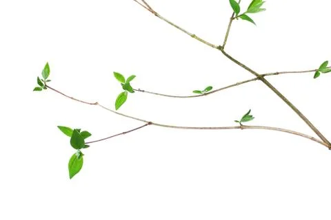 Grean spring leaves on white Stock Photos