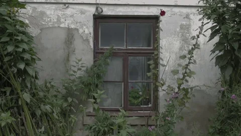 The Grean Window 動画素材 83891252